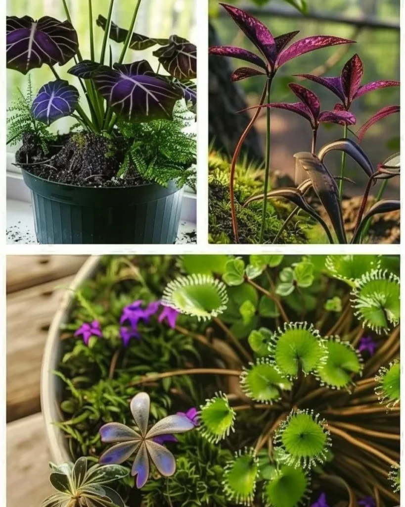 12 non-toxic houseplants safe for pets, enhancing home decor