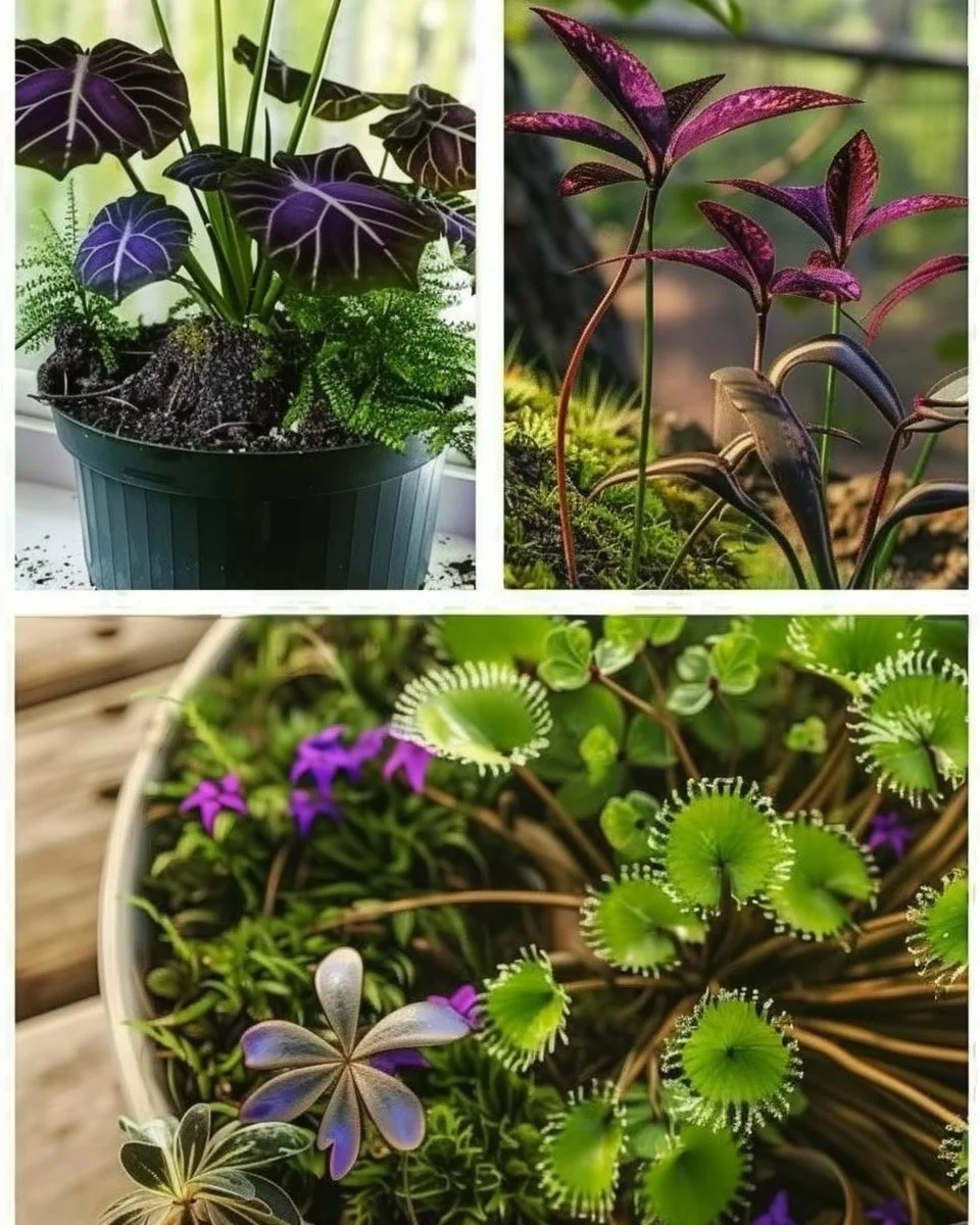 12 non-toxic houseplants safe for pets, enhancing home decor