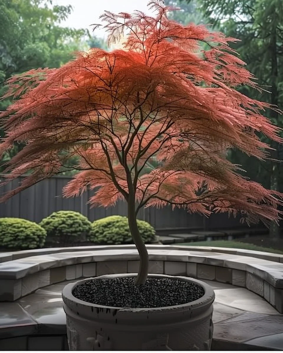 12 Perfect Trees for Small Backyards