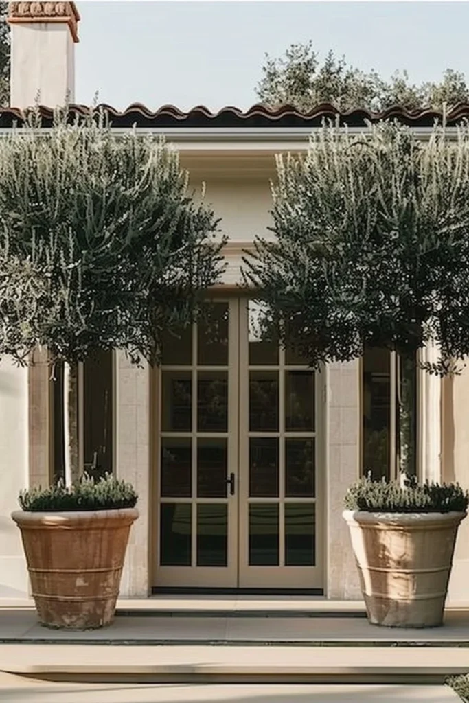 Beautiful olive tree landscaping showcasing elegant design and greenery.