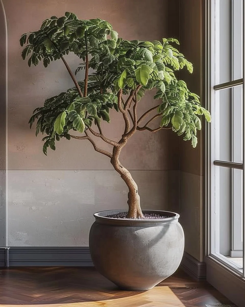 A collection of 20 best low light indoor trees ideal for dark living spaces.