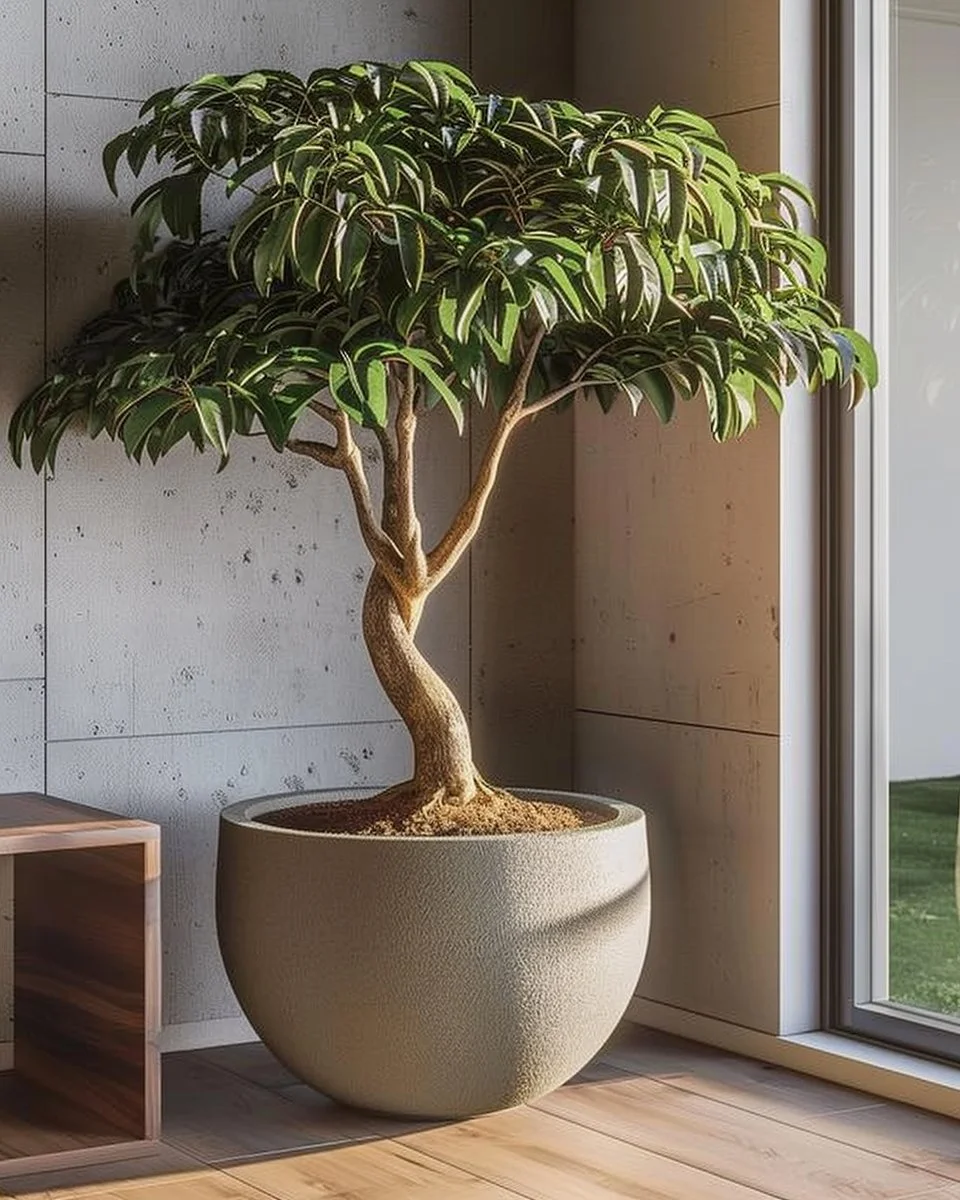 20 Best Low Light Indoor Trees