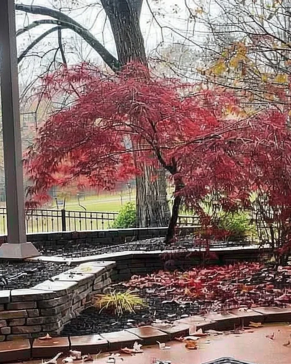 Dwarf Japanese Maple varieties showcase vibrant colors and unique shapes in the garden.
