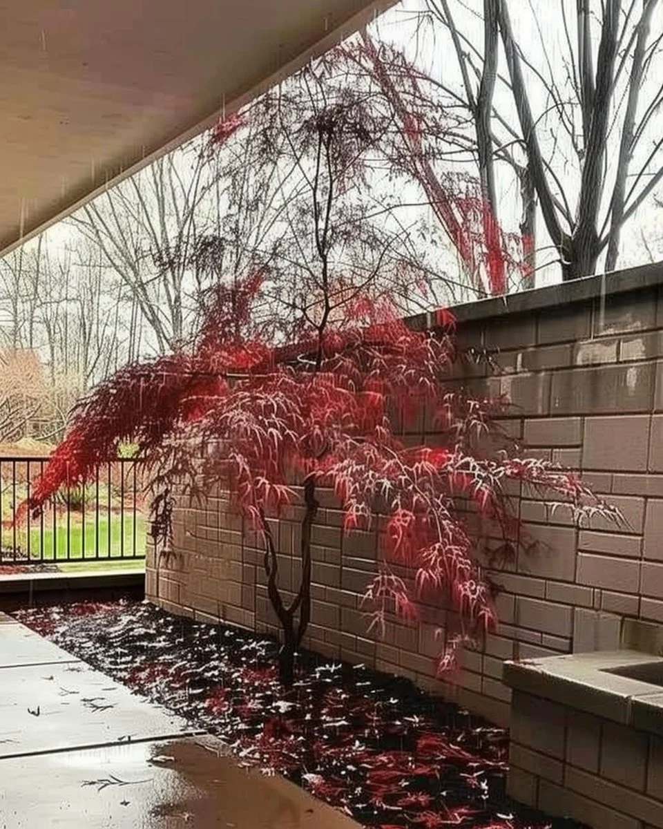 20 Dwarf Japanese Maple Varieties - World of Garden Plants