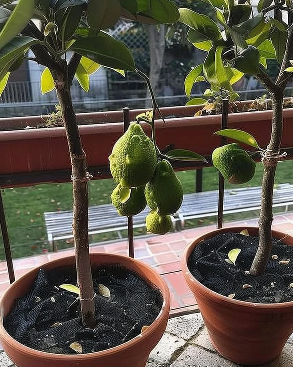 20 Masterful Tips for Growing Lemon Tree in Pots