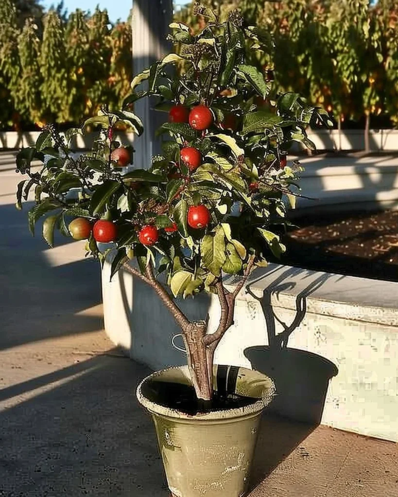 Various fruits grown on a balcony, showcasing rooftop gardening ideas.