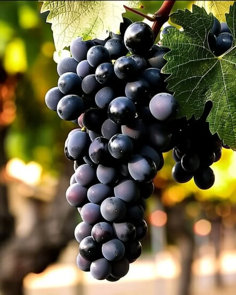 23 best perennial plants for an edible landscape garden.