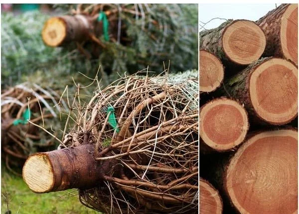 25 Creative Ways to Reuse Christmas Trees