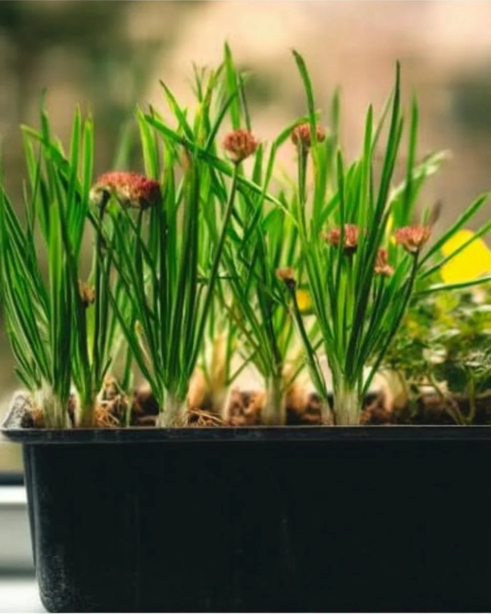 34 DIY Container Gardening Ideas