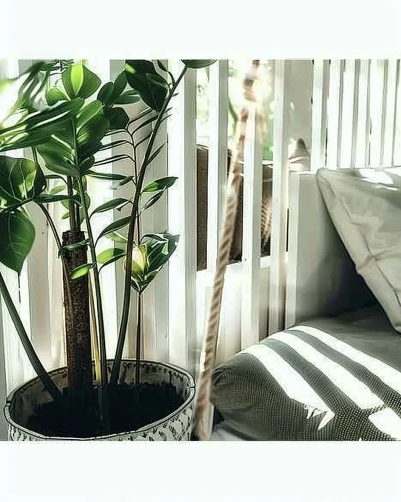 Five bedroom plants that promote better sleep and relaxation