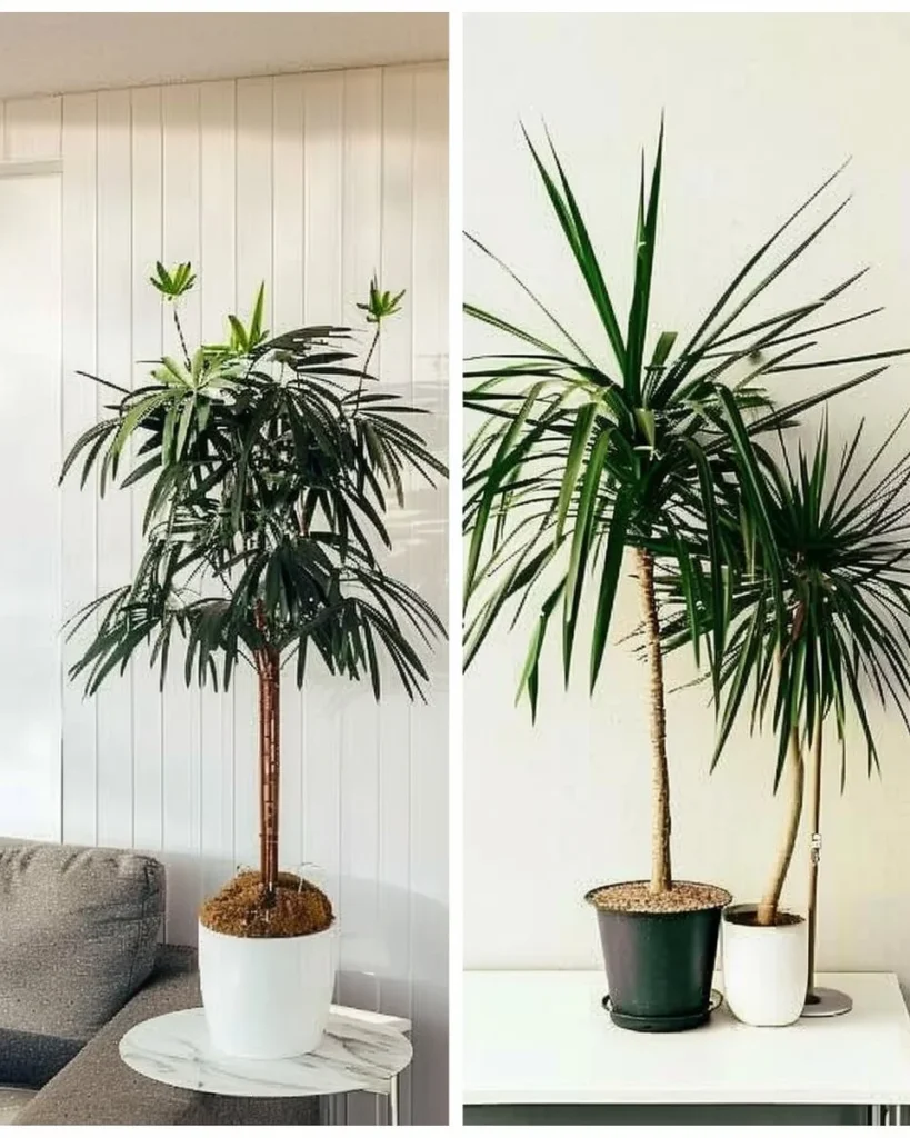 Five indoor trees for low light areas enhancing home interiors.