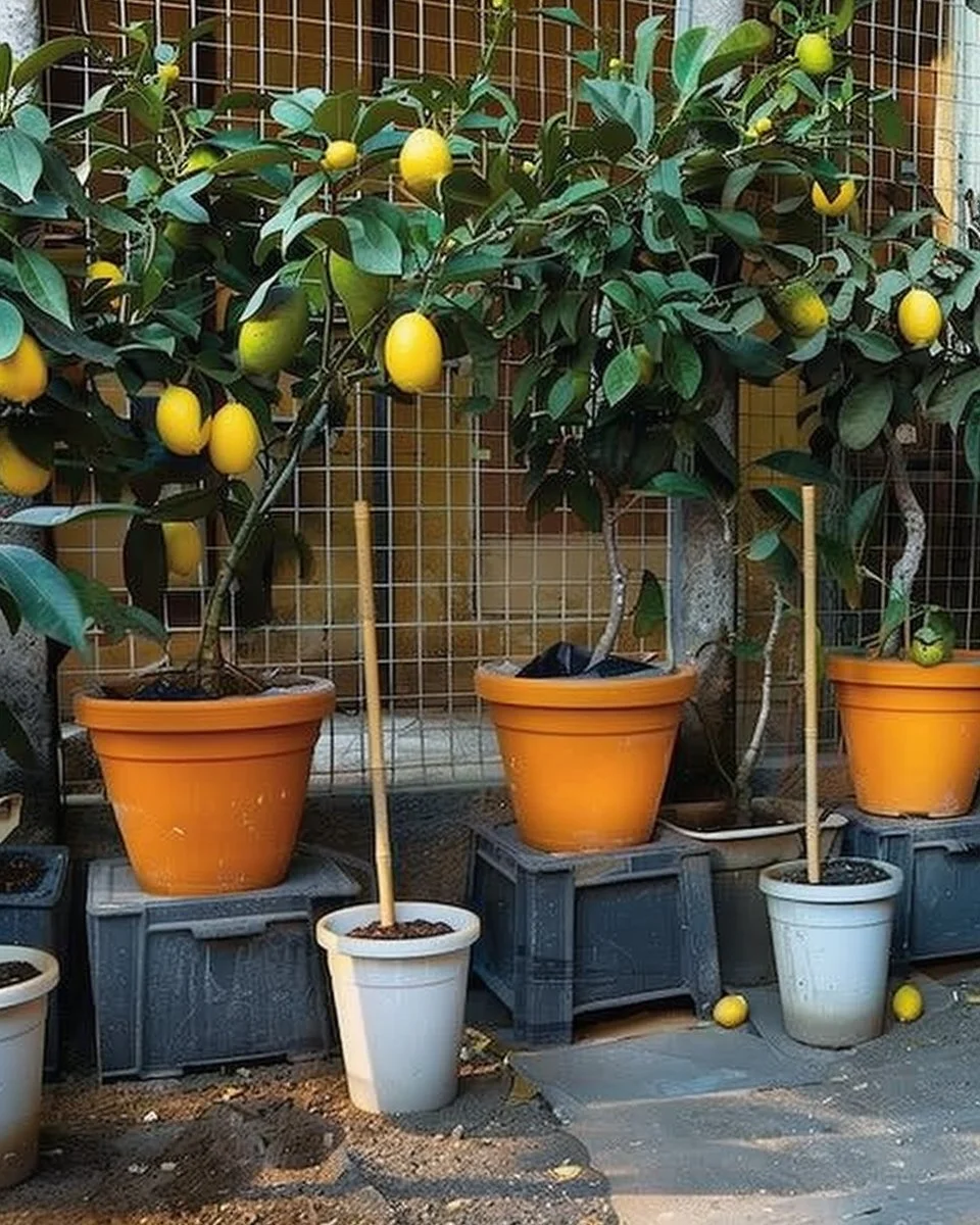 5-step guide on how to grow a lemon tree from seed in containers