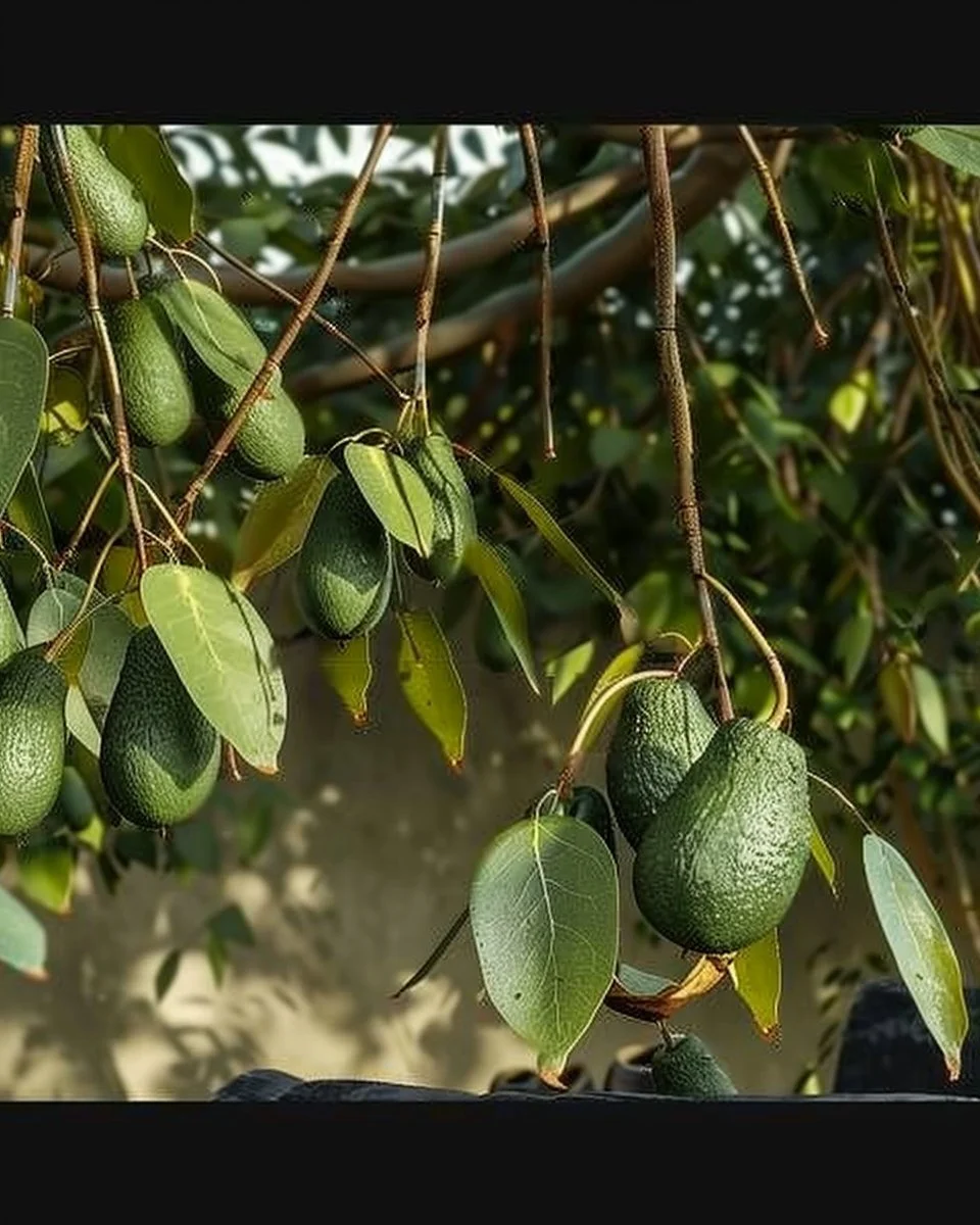 5 Ways to Make Avocado Trees Grow Faster