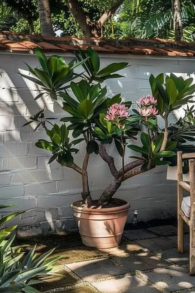 Tropical Plumeria landscape enhancing a Florida garden