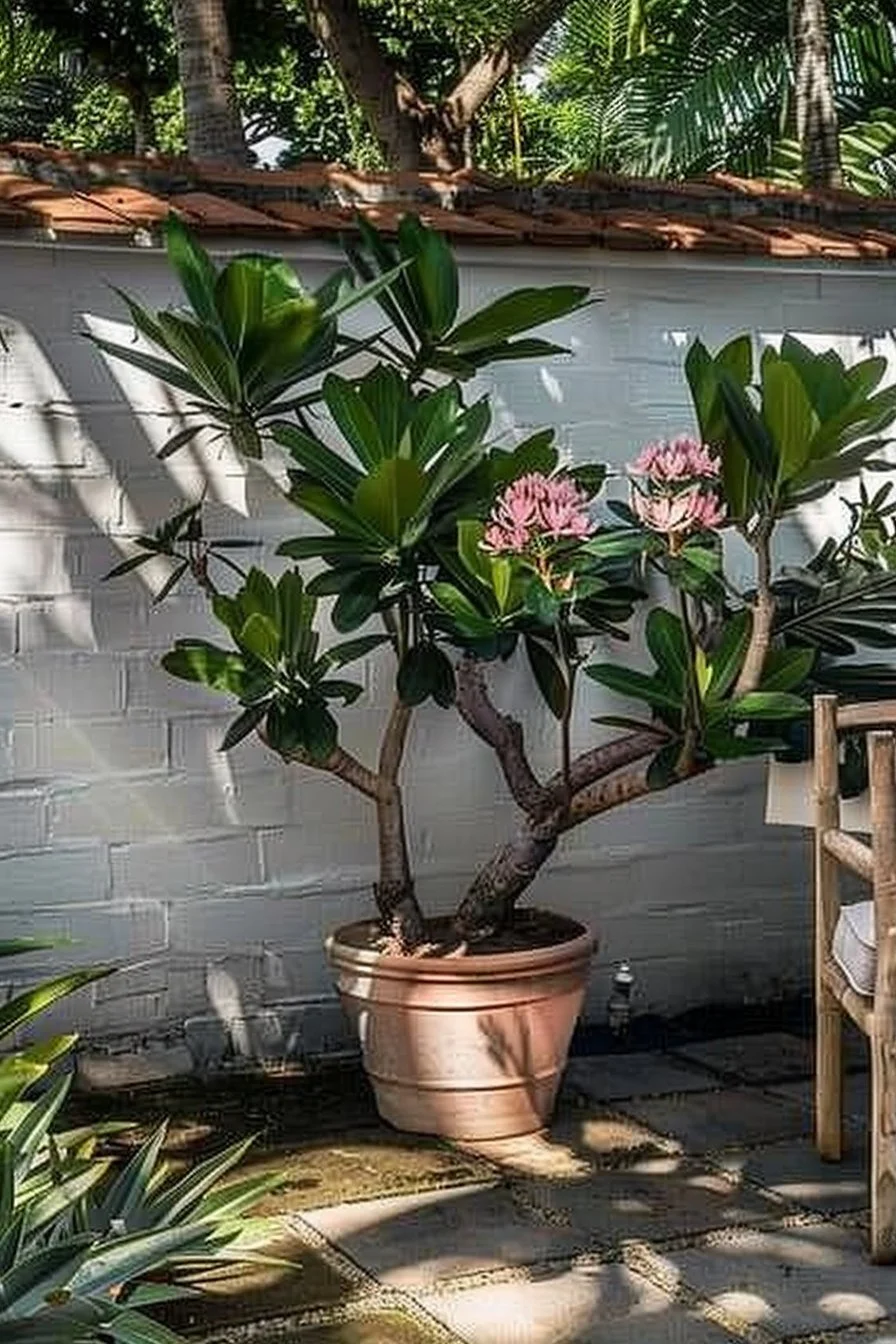 Tropical Plumeria landscape enhancing a Florida garden