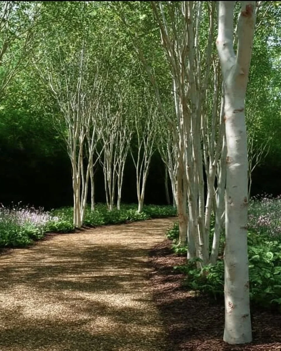 A variety of dwarf birch trees suitable for landscaping in small gardens.