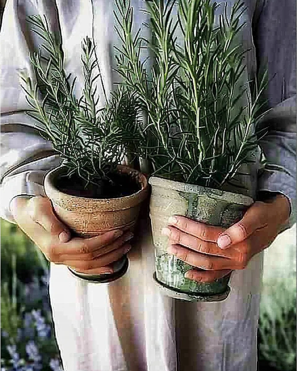 Collection of 80 cheerful spring aesthetic pictures showcasing vibrant seasonal beauty.