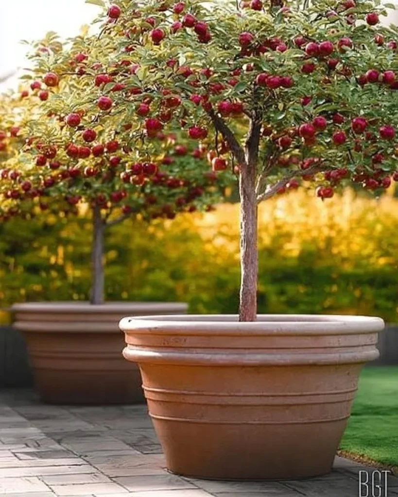 9 best dwarf fruit trees for small backyards