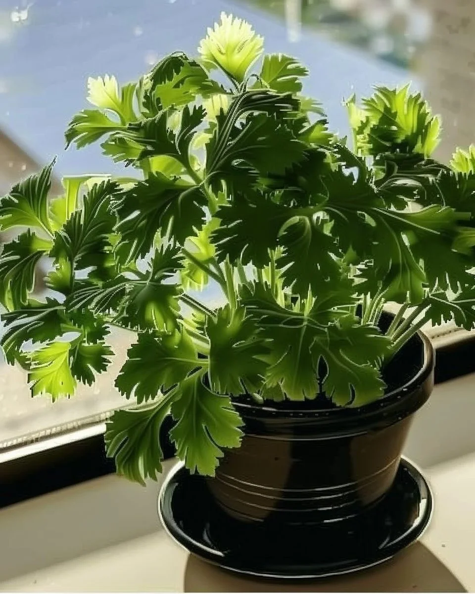 Fresh cilantro growing tips and secrets for an abundant harvest