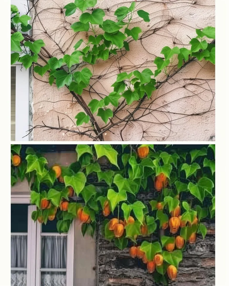 Espalier fruit trees growing against a garden wall in a sunny backyard.