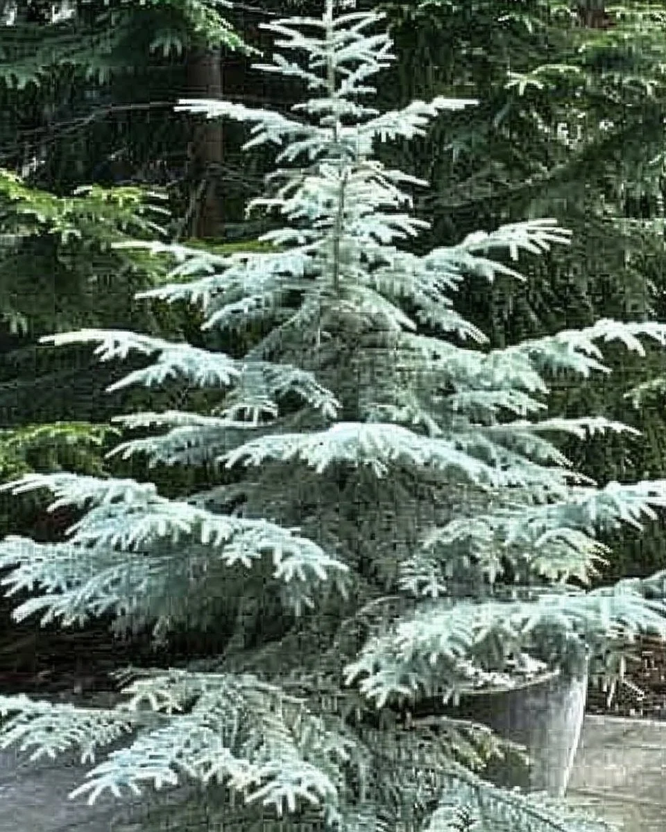 Deodar Cedar tree lush green foliage planted in a garden