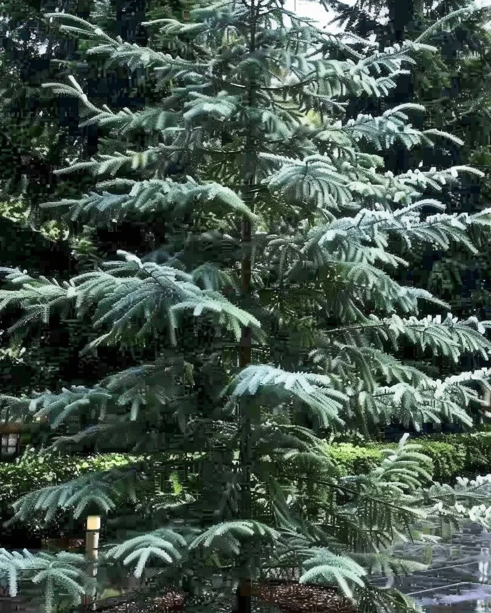 Deodar Cedar | Deodar Cedar for Sale - PlantingTree