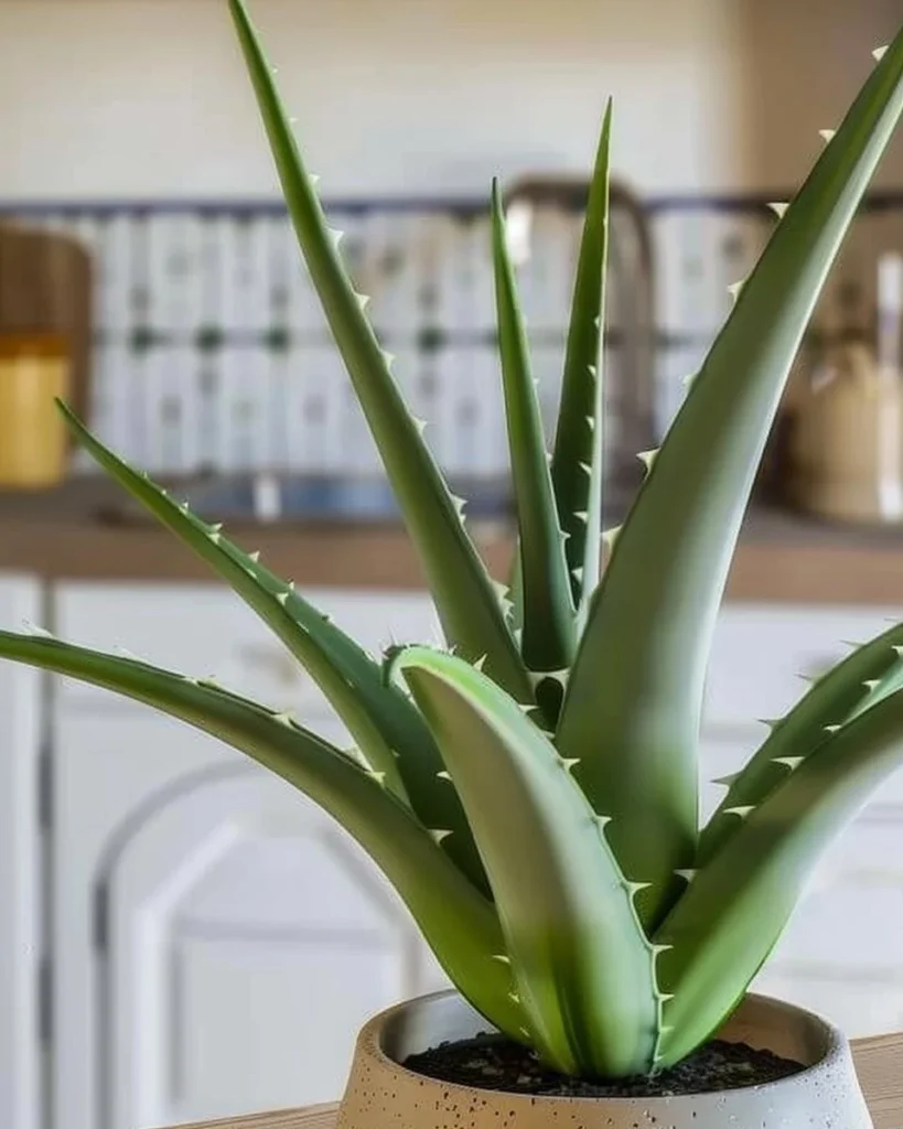Healthy Aloe Vera plant care tips for vibrant growth at home.
