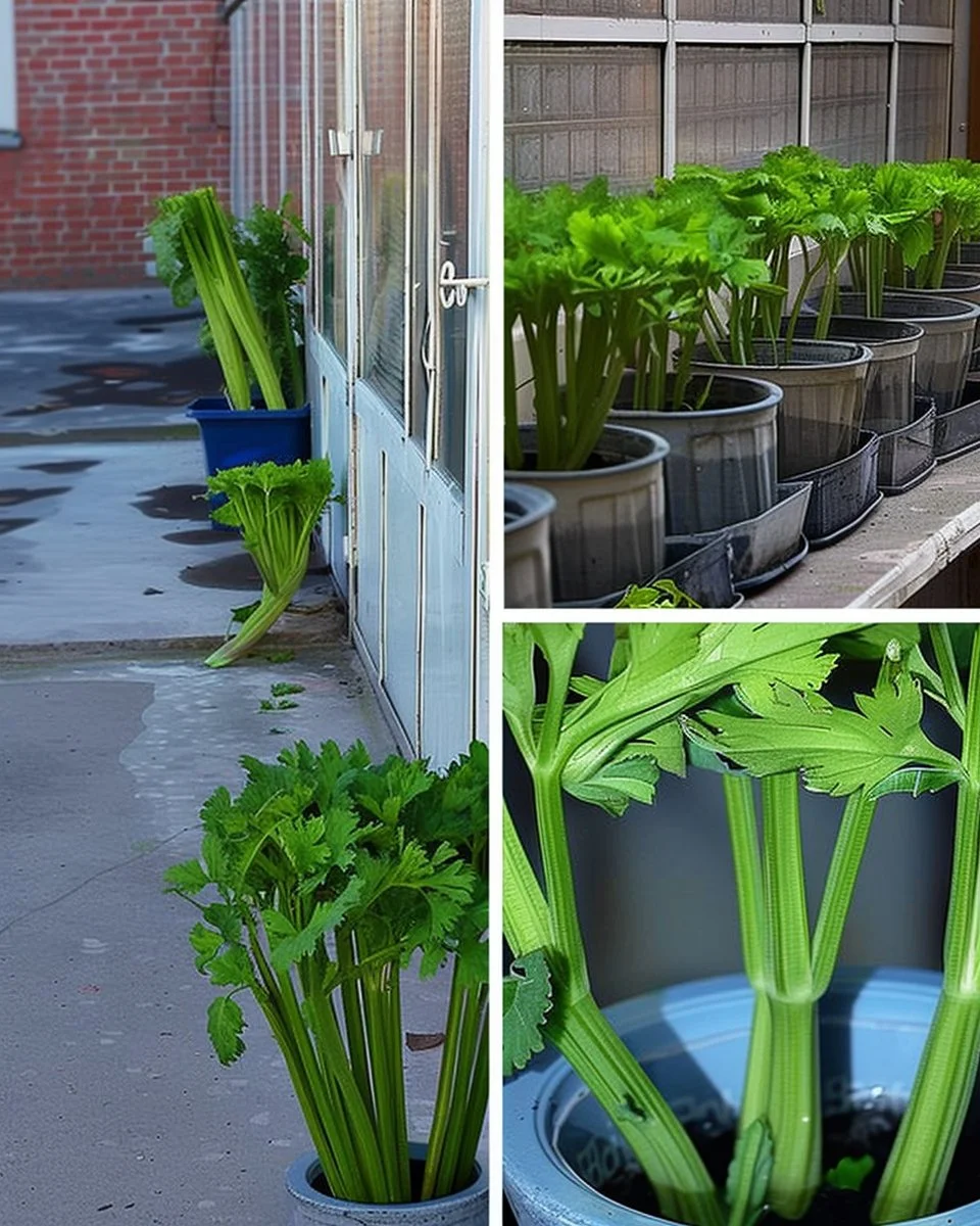Celery regrowth from kitchen scraps in a small indoor garden setup