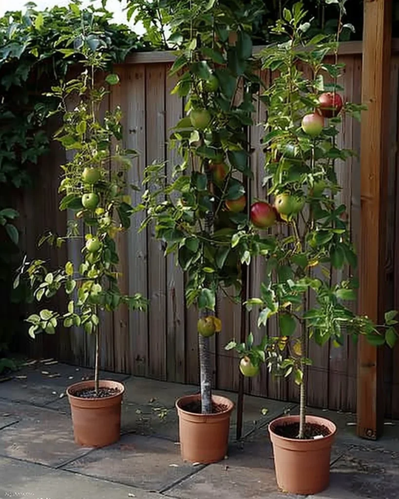 Growing fruit trees in containers for home gardening