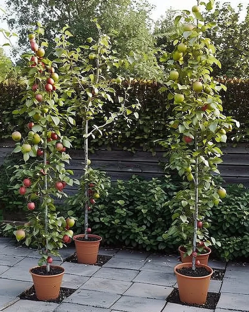 Container-grown fruit trees with expert tips for optimal growth and maintenance.