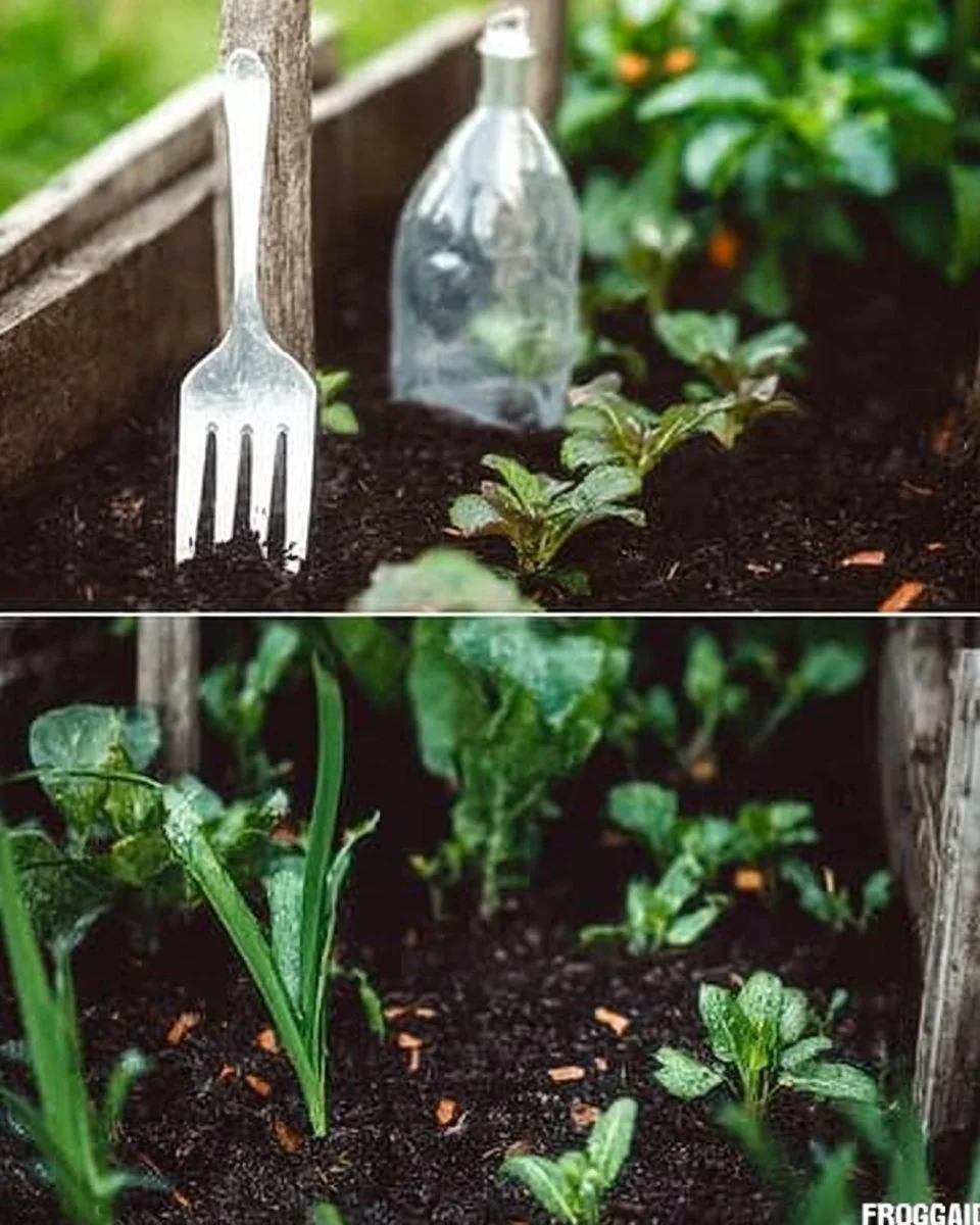Gardening Hacks and Tips