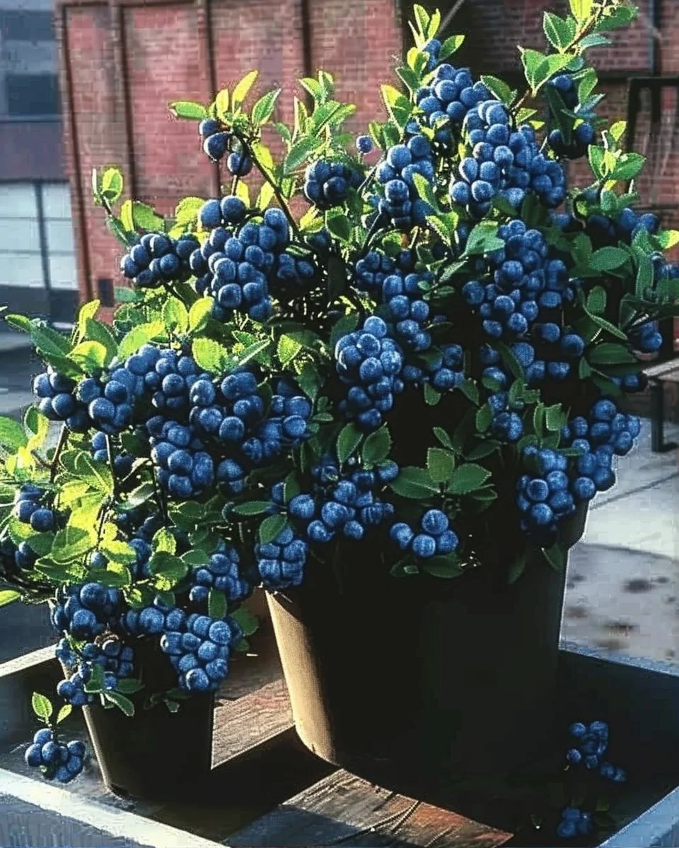 Young blueberry plants growing in attractive containers for home gardening