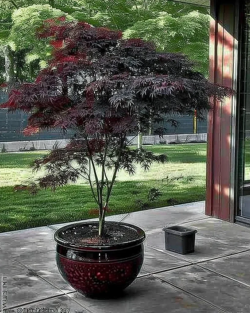 Container gardening with Japanese Maple trees showcasing vibrant foliage.