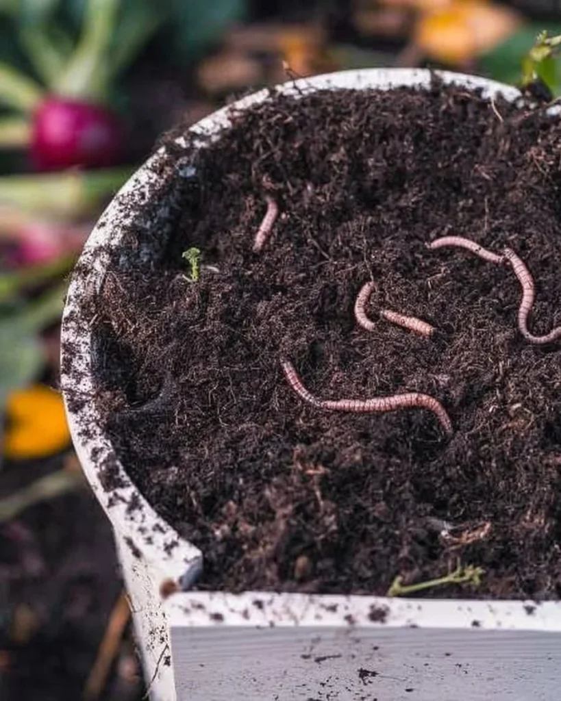 DIY worm composting bin setup demonstrating simple steps for effective composting.
