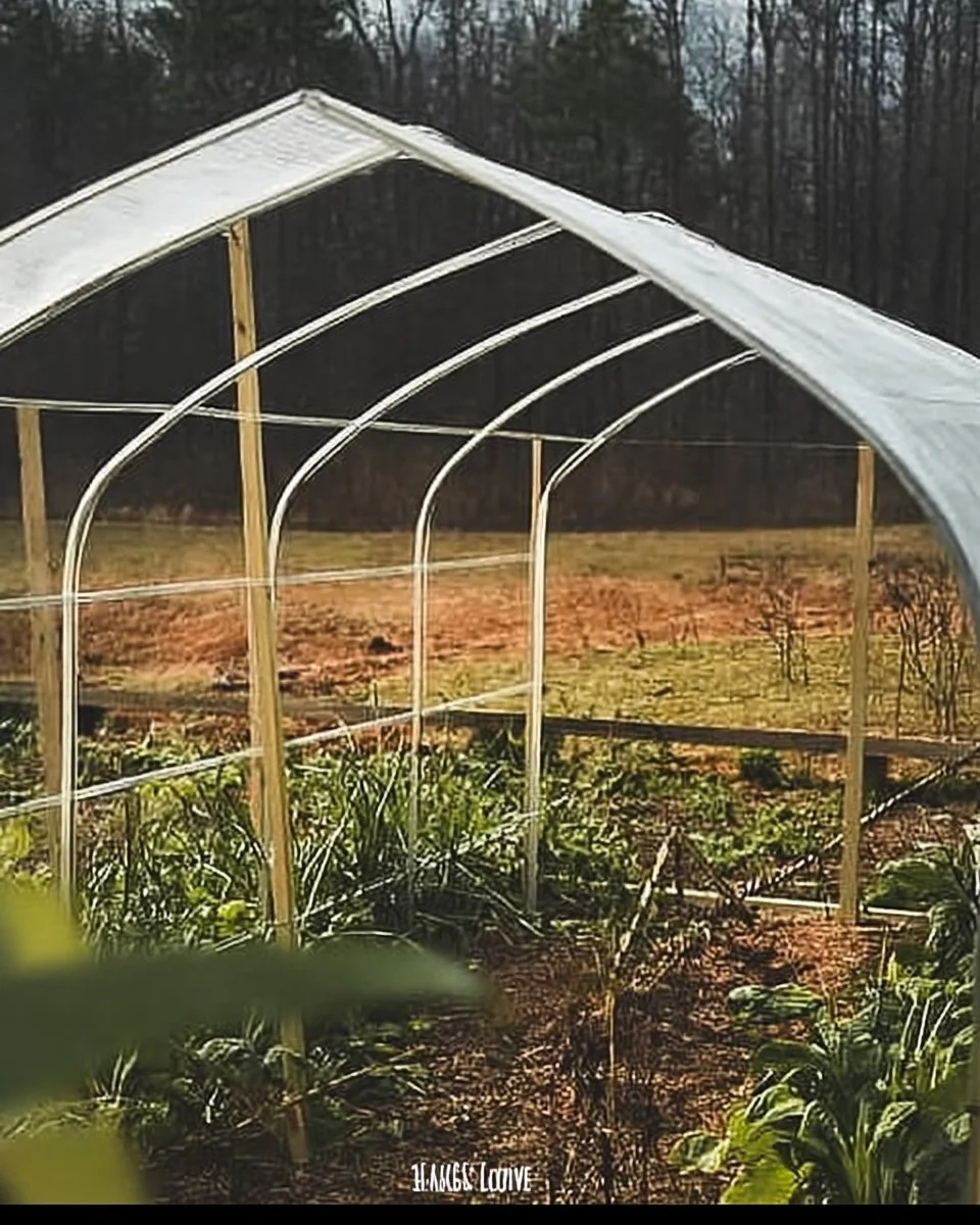 DIY greenhouse project for growing plants cheaply