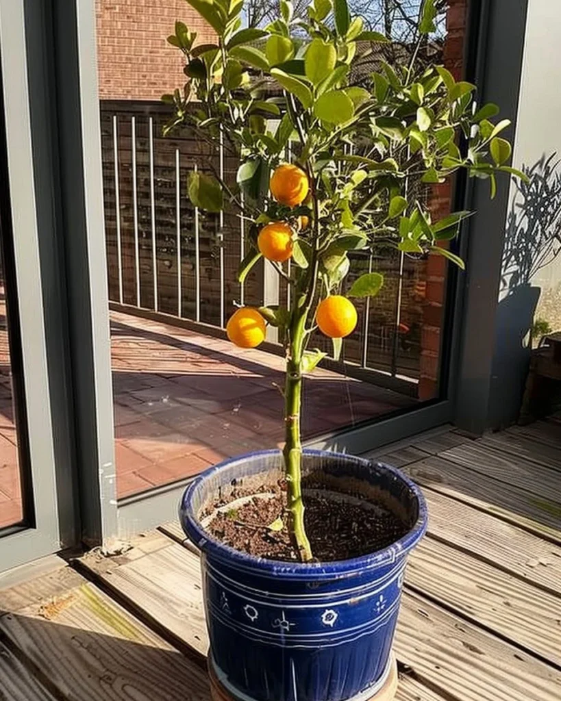 Calamondin tree in a balcony garden showcasing healthy growth and vibrant fruits.