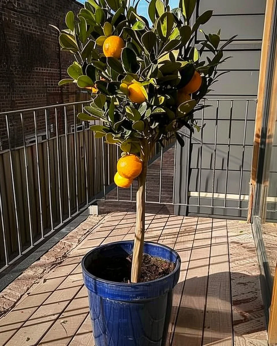 How to Grow Calamondin | Care and Growing Calamansi Tree  Balcony Garden Web