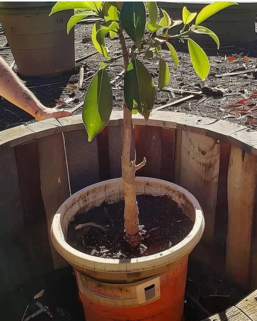 Citrus trees growing in containers, showcasing vibrant fruit and foliage.