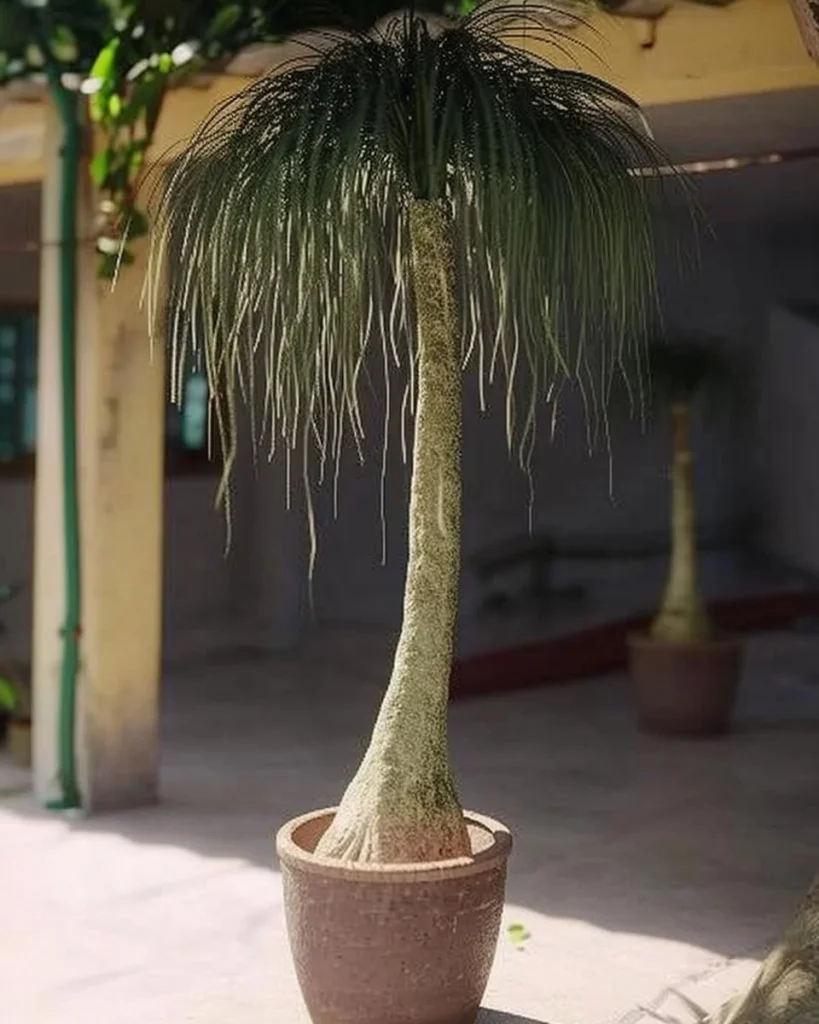 Healthy Ponytail Palm thriving with tips for growth and care