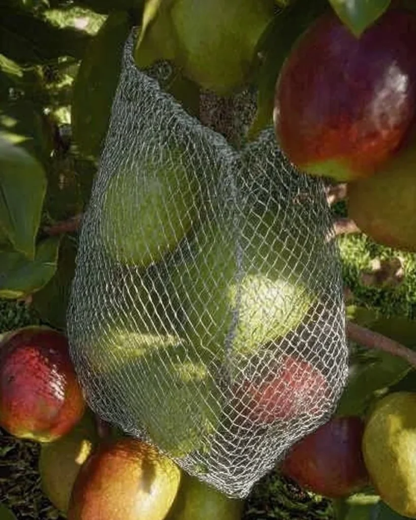 A gardener protecting fruit trees from pests and diseases