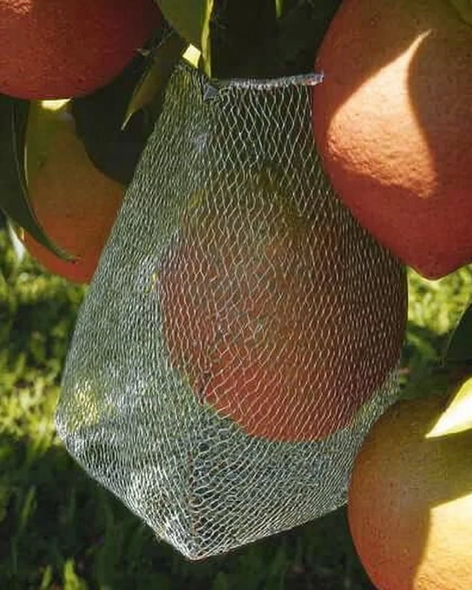 How to Protect Your Fruit