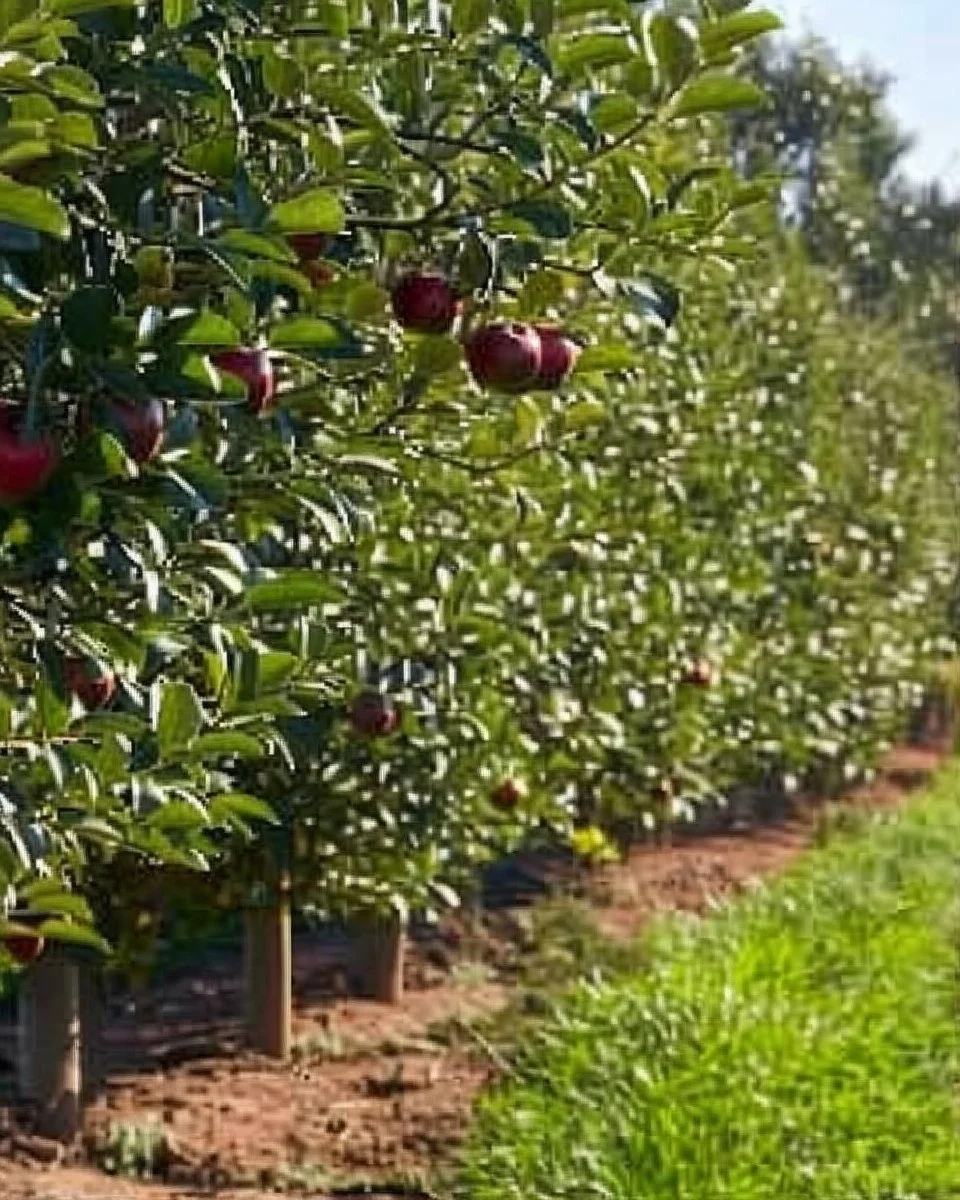 Fruit trees used as natural privacy screens in a garden setting.