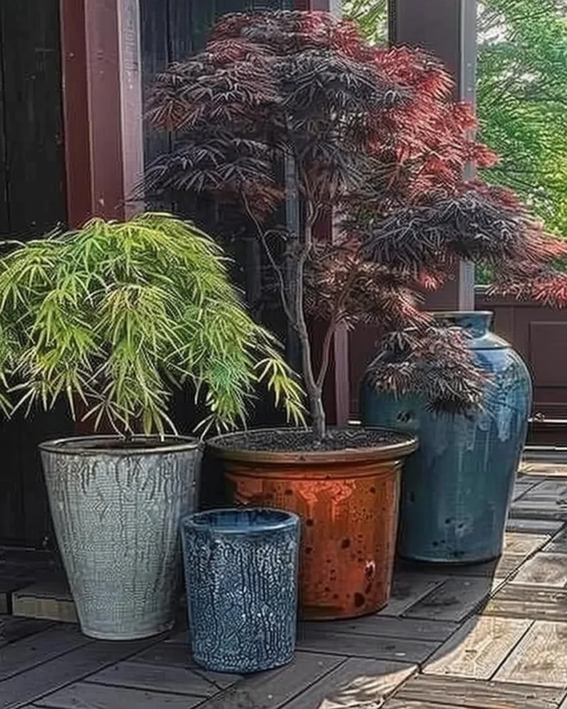 Beautiful Japanese maple tree in a decorative container