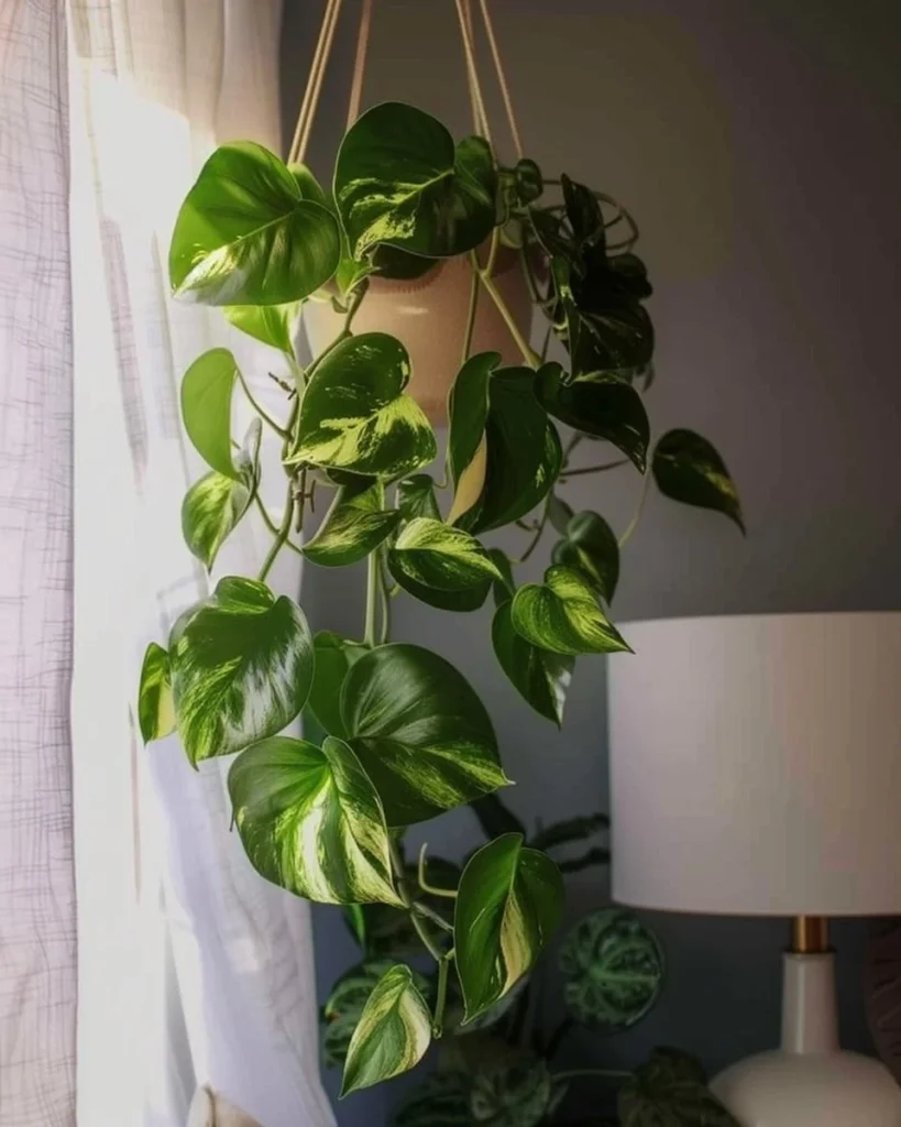 Lush green pothos plant in a bright indoor environment showcasing healthy vine growth.