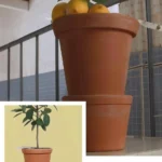 Potted lemon tree winter care tips and guide