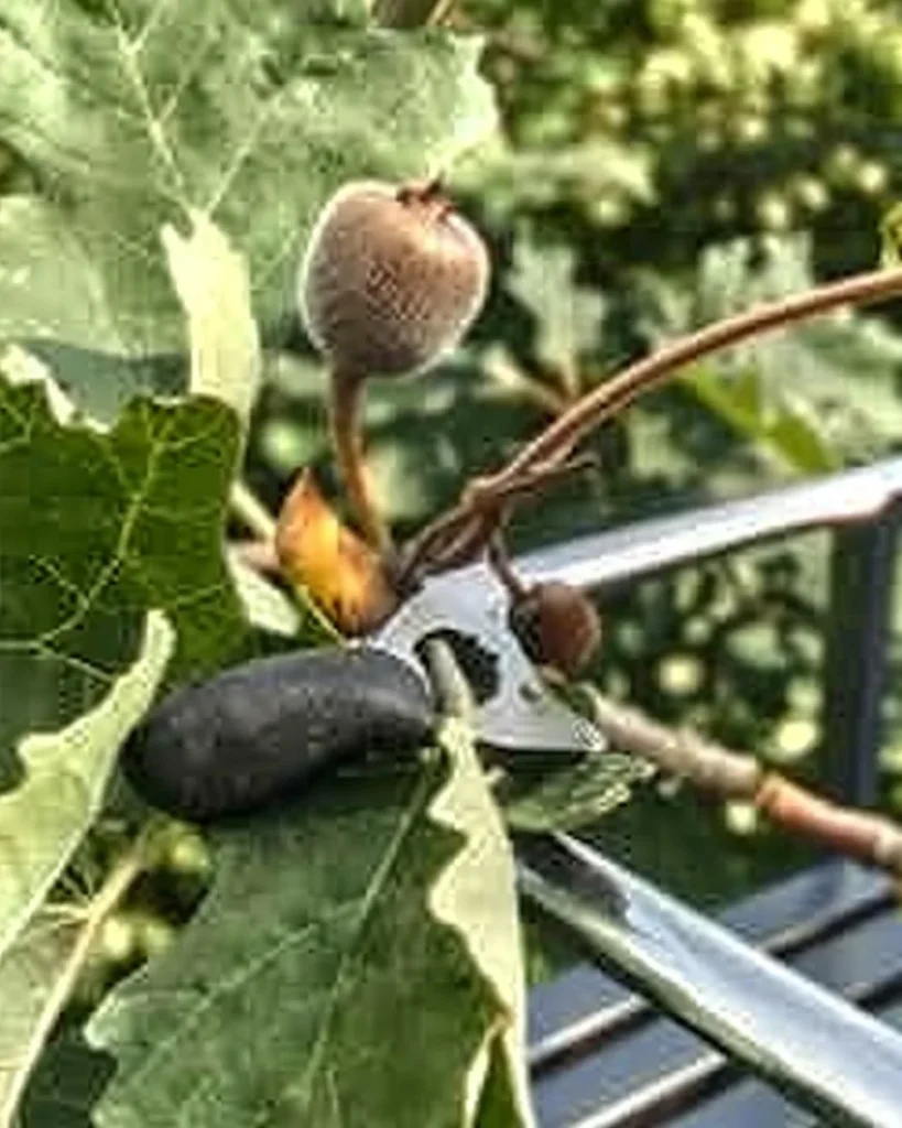 Guidelines for pruning fig trees safely and effectively without harming the bush