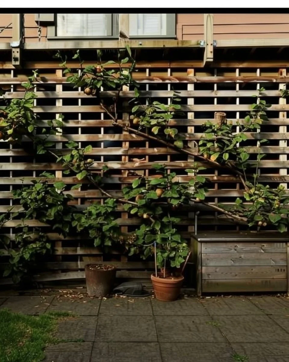 Espalier fruit trees growing in a small garden space.