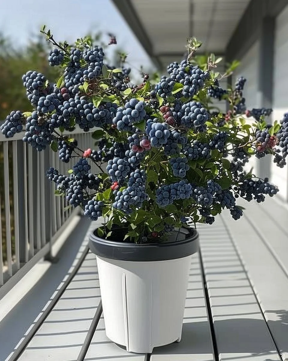 A thriving blueberry bush loaded with ripe blueberries ready for harvest