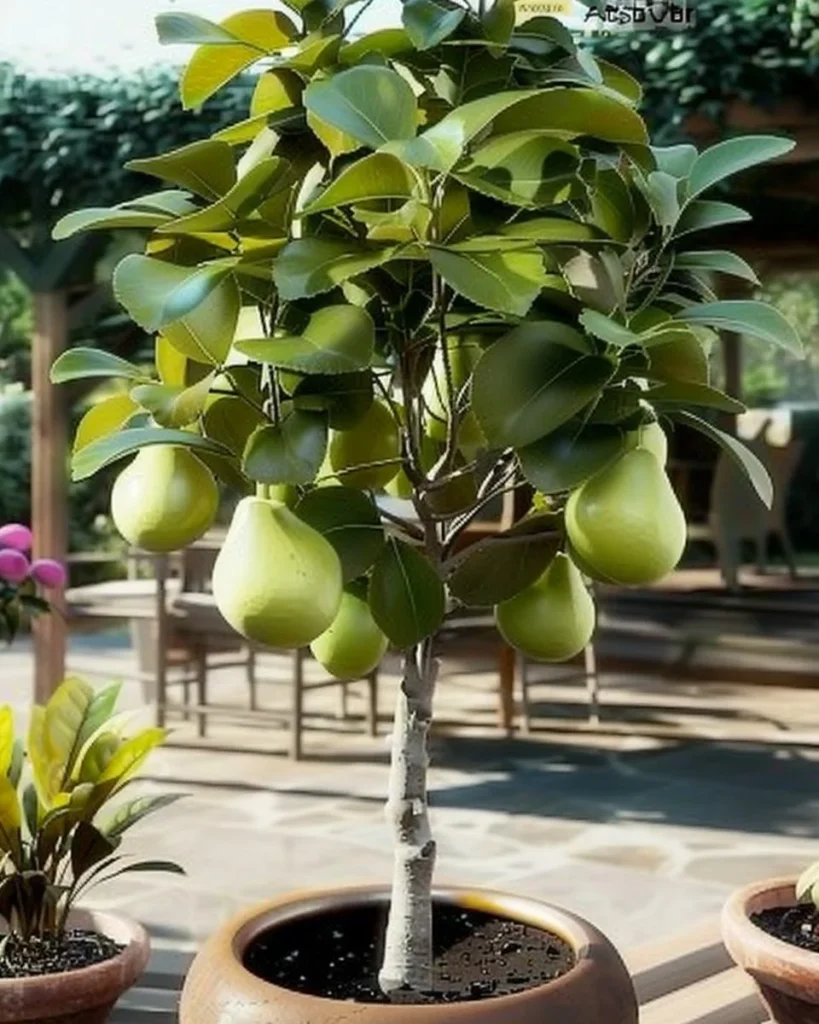 Beautiful potted fruit trees displayed in a garden setting.