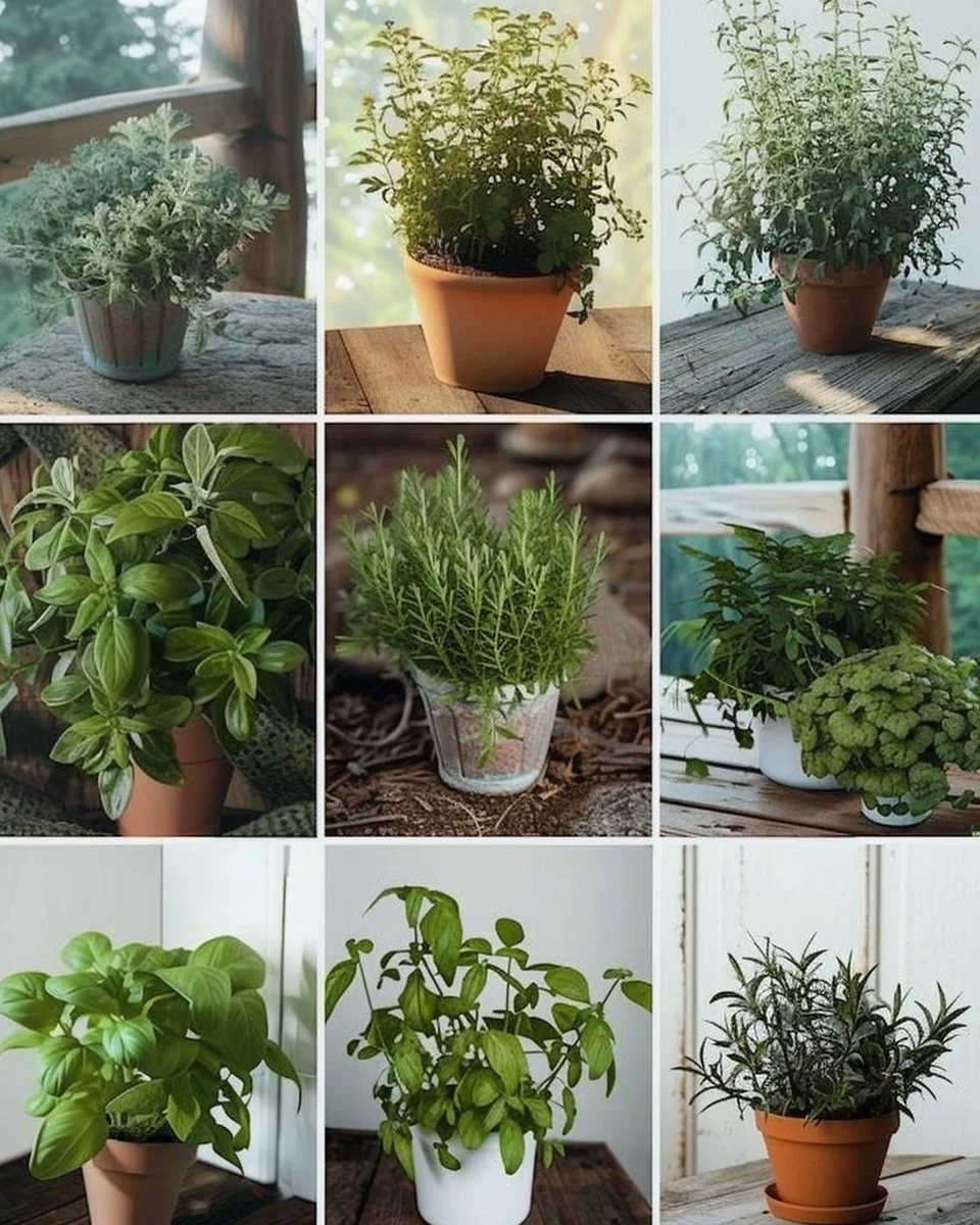 Indoor herb garden with 11 types of herbs for flavorful cooking year-round.